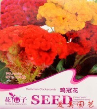 盆栽室內花卉批發的最新趨勢與焦炭的意外關聯