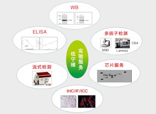 優寧維 專業抗體供應商，隆重推出全面實驗技術服務